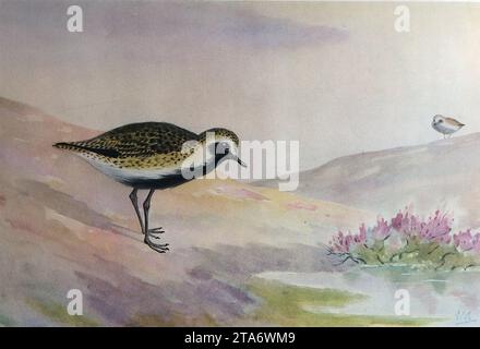 Golden Plover: British Wading Birds from a Watercolor drawing by E.C. Arnold, 1924. Edward Carleton Arnold (1868-1949) è stato un maestro di scuola e ornitologo entusiasta. Scrisse diversi libri sull'argomento che erano illustrati con i suoi acquerelli. Questi erano generalmente presi dalla memoria o dalle note che l'artista compilò quando vide uccelli particolari e, per sua stessa ammissione, i suoi disegni ad acquerello spesso non erano in scala. Dal 1924 al 1929 Arnold è stato preside dell'Eastbourne College. Foto Stock