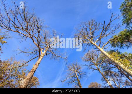 Alberi di pino marittimo (Pinus pinaster) vivi e morti - Francia centro-occidentale. Foto Stock