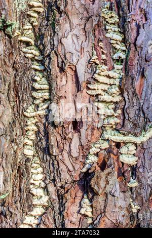 Fungo che cresce nella corteccia di pino marittimo malato (Pinus pinaster) - Francia centro-occidentale. Foto Stock