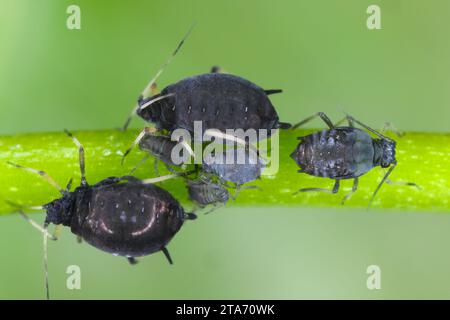 APHIS fabae Afids (Black Bean Aphid. Una colonia di individui senza ali che nutrono (succhiano sap) da una pianta. Foto Stock