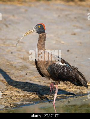 Ibis con pannolini rossi o ibis nero indiano o Pseudibis papillosa bird primo piano o ritratto al parco nazionale di ranthambore rajasthan india asia Foto Stock