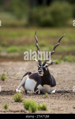 Grande buck selvaggio maschile con corna o cervicapra antilope o antilope indiana seduto nel parco nazionale di buck di vellavadar gujrat india asia Foto Stock