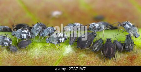 APHIS fabae Afids (Black Bean Aphid. Una colonia di individui senza ali che nutrono (succhiano sap) da una pianta. Foto Stock