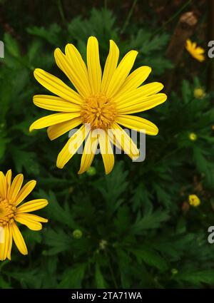 Margherite africana o fiore di Euryops chrysanthemoides. È un arbusto della famiglia delle Asteraceae, originario del Sud Africa. I suoi fiori assomigliano alle margherite. Foto Stock