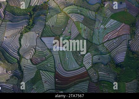 Vista aerea delle risaie a terrazze allagate nel paesaggio rurale, Indonesia Foto Stock