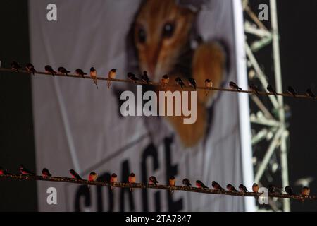 Surakarta, Giava centrale, Indonesia. 29 novembre 2023. Un enorme gregge di rondini asiatiche (Hirundo Rustica) si arrocca su un cavo a Surakarta City, che è una destinazione di migrazione per gli uccelli. La rondine asiatica (Hirundo rustica) è la specie di rondine più diffusa al mondo. (Immagine di credito: © Angga Budhiyanto/ZUMA Press Wire) SOLO USO EDITORIALE! Non per USO commerciale! Foto Stock