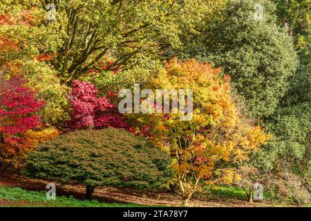 Colori autunnali al Batsford Arboretum, Batsford, Moreton a Marsh, Gloucestershire, Inghilterra Regno Unito Foto Stock