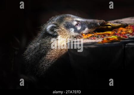 South American Coati eating fruit (Nasua nasua) Foto Stock