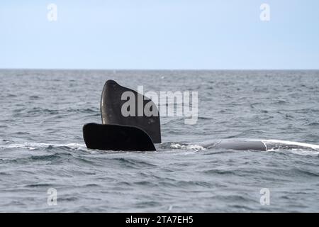 Balena destra meridionale vicino alla penisola di Valdés. Le balene franche giocano in superficie. Balene rare vicino alla costa argentina. Oceano Atlantico e wha Foto Stock