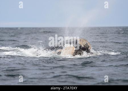 La balena destra meridionale respira sulla superficie vicino alla penisola di Valdés. Le balene franche giocano in superficie. Balene rare nei pressi dell'Argentino ca Foto Stock