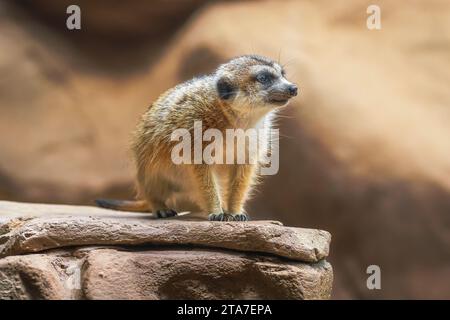 Slanciata Meerkat codato (Suricata suricatta) Foto Stock
