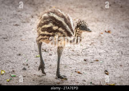 Baby Emu (Dromaius novaehollandiae) - uccello senza volo australiano Foto Stock