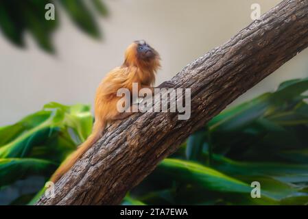 Tamarin Leone d'Oro (Leontopithecus rosalia) Foto Stock