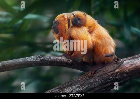 Madre che porta il piccolo Leone d'oro Tamarin sulla schiena (Leontopithecus rosalia) Foto Stock