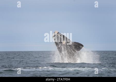 La balena destra meridionale sta vivendo vicino alla penisola di Valdés. Le balene franche giocano in superficie. Balene rare vicino alla costa argentina. Atlantic Foto Stock