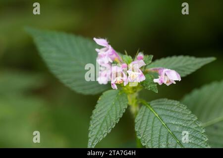 Gewöhnlicher Hohlzahn, Gemeiner Hohlzahn, Stechender Hohlzahn, Stacheliger Hohlzahn, Hanfnessel, Galeopsis tetrahit, ortica di canapa comune, canapa comune N Foto Stock