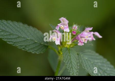 Gewöhnlicher Hohlzahn, Gemeiner Hohlzahn, Stechender Hohlzahn, Stacheliger Hohlzahn, Hanfnessel, Galeopsis tetrahit, ortica di canapa comune, canapa comune N Foto Stock