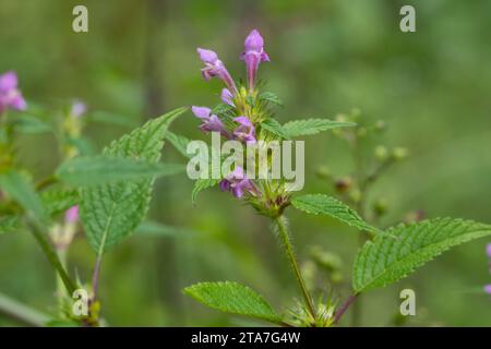 Gewöhnlicher Hohlzahn, Gemeiner Hohlzahn, Stechender Hohlzahn, Stacheliger Hohlzahn, Hanfnessel, Galeopsis tetrahit, ortica di canapa comune, canapa comune N Foto Stock