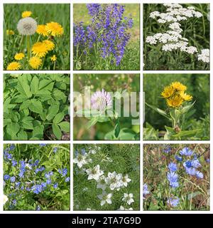 Varie piante medicinali in un collage Foto Stock