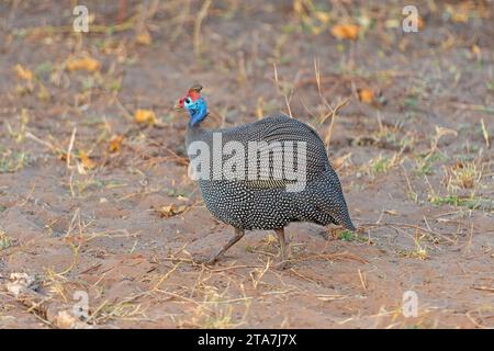 Guineafole in caschetto alla ricerca di cibo nel Parco Nazionale del Chobe in Botswana Foto Stock