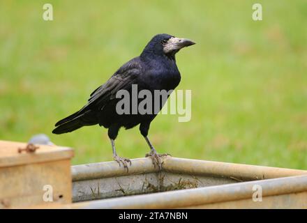 Rook Corvus frugilegus, arroccato sull'acqua per il bestiame agricolo, County Durham, Inghilterra, Regno Unito, ottobre. Foto Stock