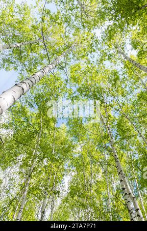 Foresta autunnale di betulle contro un cielo blu. Foglie gialle brillanti. Vista dal basso. Cime degli alberi. Stagione. Foto Stock