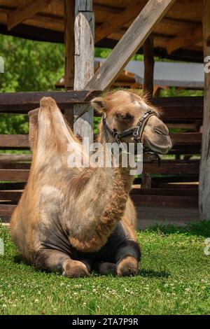 Cammello nello zoo. Animale selvatico sotto protezione. Cammello con due gobbe adagiato sull'erba. Paesaggio zoologico, animali selvatici nello zoo. Animali selvatici protetti. Foto Stock