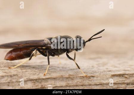 Primo piano naturale e dettagliato su una specie cosmopolita di diptera, la mosca del soldato nero, Hermetia illucens seduto sul legno Foto Stock