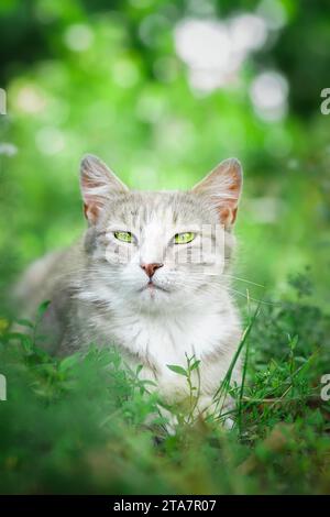 Un gattino bianco-grigio con strisce si trova nell'erba in una giornata di sole Foto Stock