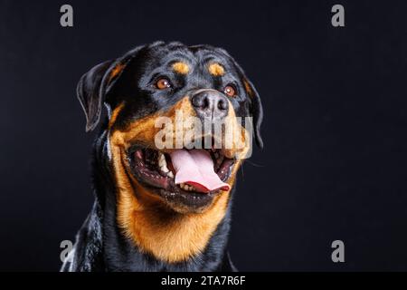 Ritratto in studio di un cane Rottweiler maschio con sfondo scuro Foto Stock