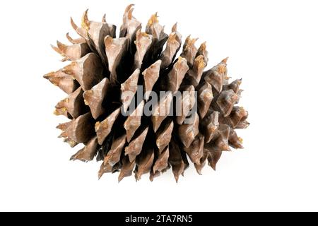 Primo piano delle foglie di una Pinecone Coulter con spirali di fibonacci isolate su bianco Foto Stock