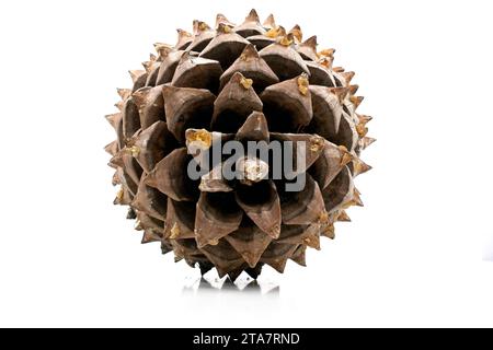 Primo piano delle foglie di una Pinecone Coulter con spirali di fibonacci isolate su bianco Foto Stock
