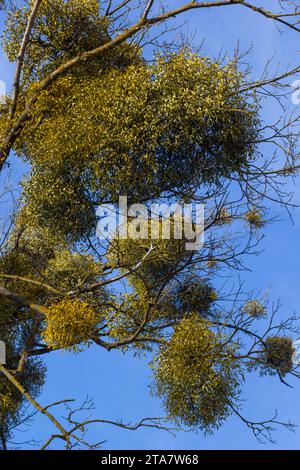 Un albero malato appassito attaccato da vischio, vischio. Sono arbusti emiparassitari legnosi e obligate. Foto Stock