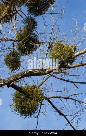 Un albero malato appassito attaccato da vischio, vischio. Sono arbusti emiparassitari legnosi e obligate. Foto Stock