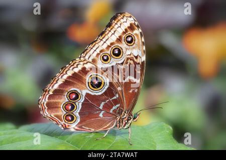 Primo piano della farfalla Blue Morpho sotto le ali Foto Stock