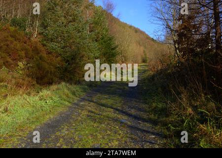 Piste forestali nella Foresta Dyfi in autunno Foto Stock