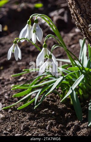 Fiore bianco, primo piano. Fiori di Galanthus illuminati dal sole nel verde sfondo sfocato, all'inizio della primavera. Galanthus nivalis bulbous, p Foto Stock