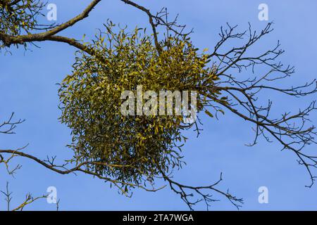 Un albero malato appassito attaccato da vischio, vischio. Sono arbusti emiparassitari legnosi e obligate. Foto Stock