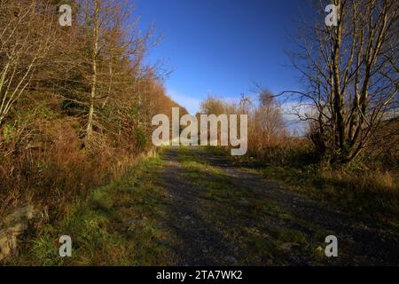 Piste forestali nella Foresta Dyfi in autunno Foto Stock