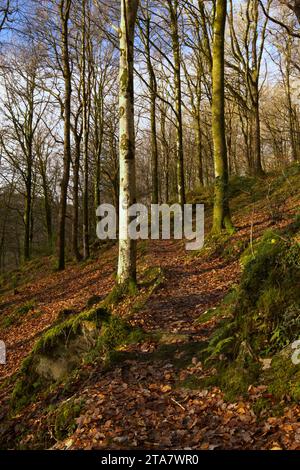 Piste forestali nella Foresta Dyfi in autunno Foto Stock