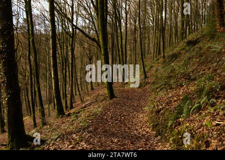 Piste forestali nella Foresta Dyfi in autunno Foto Stock