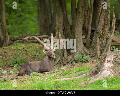 Un vecchio stambecco alpino che riposa sul terreno, giorno nuvoloso in uno zoo austriaco Foto Stock