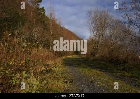 Piste forestali nella Foresta Dyfi in autunno Foto Stock