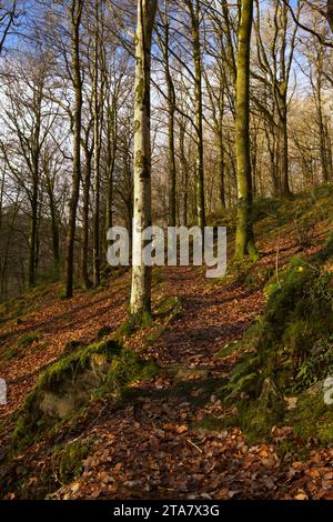 Piste forestali nella Foresta Dyfi in autunno Foto Stock