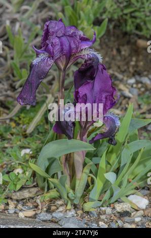 Forma viola di un Iris nano, Iris lutescens ssp. lutescens, in fiore. Foto Stock