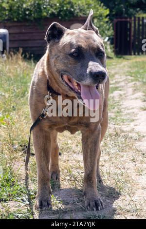 Cane Staffordshire Terrier che cammina nei boschi da vicino Foto Stock