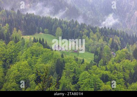 Foresta montana mista con clima umido nelle montagne a nord-ovest di Pontebba, nei pressi di Udine, nella regione italiana Friuli-Venezia Giulia. Foto Stock