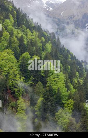 Foresta montana mista con clima umido nelle montagne a nord-ovest di Pontebba, nei pressi di Udine, nella regione italiana Friuli-Venezia Giulia. Foto Stock