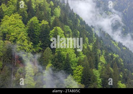 Foresta montana mista con clima umido nelle montagne a nord-ovest di Pontebba, nei pressi di Udine, nella regione italiana Friuli-Venezia Giulia. Foto Stock