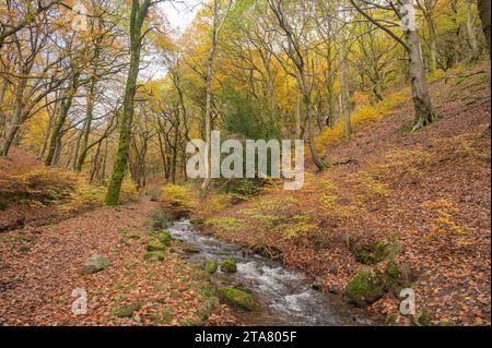 Nant Iago e boschi nei colori autunnali, St Mary's vale, Powys, Galles, Regno Unito Foto Stock